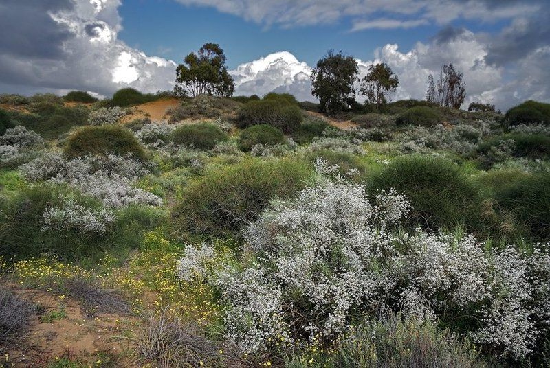 весна, облака, цветы, израиль Она по дороге к вам! фото превью