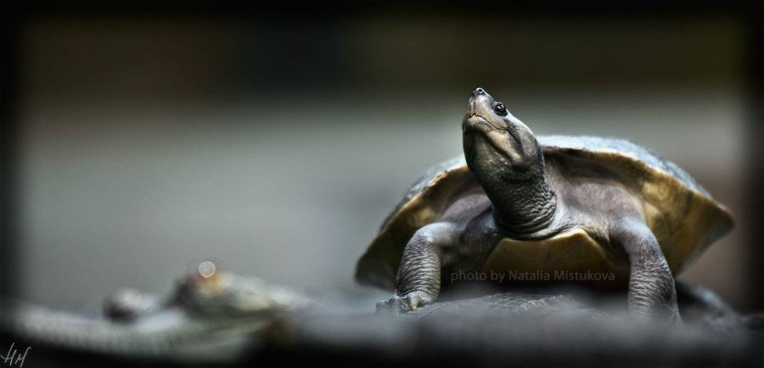 черепаха, крокодил, Mistukova Natalia (Tataxa)