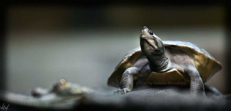 черепаха, крокодил мульт про отважную Черепаху фото превью