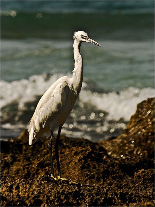 цапля, море, камни, лето [гречанка] фото превью