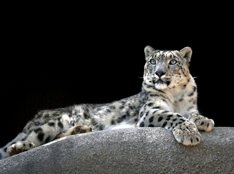 барс, ирбис Ирбис фото превью