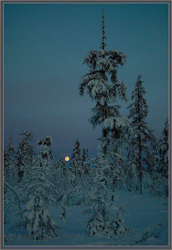 тайга,ночь, Солодухин Виктор