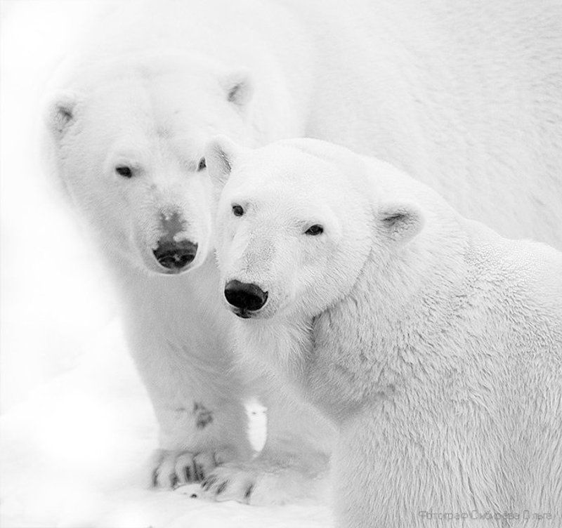 Северные мишки.  Прощание с зимой. фото превью