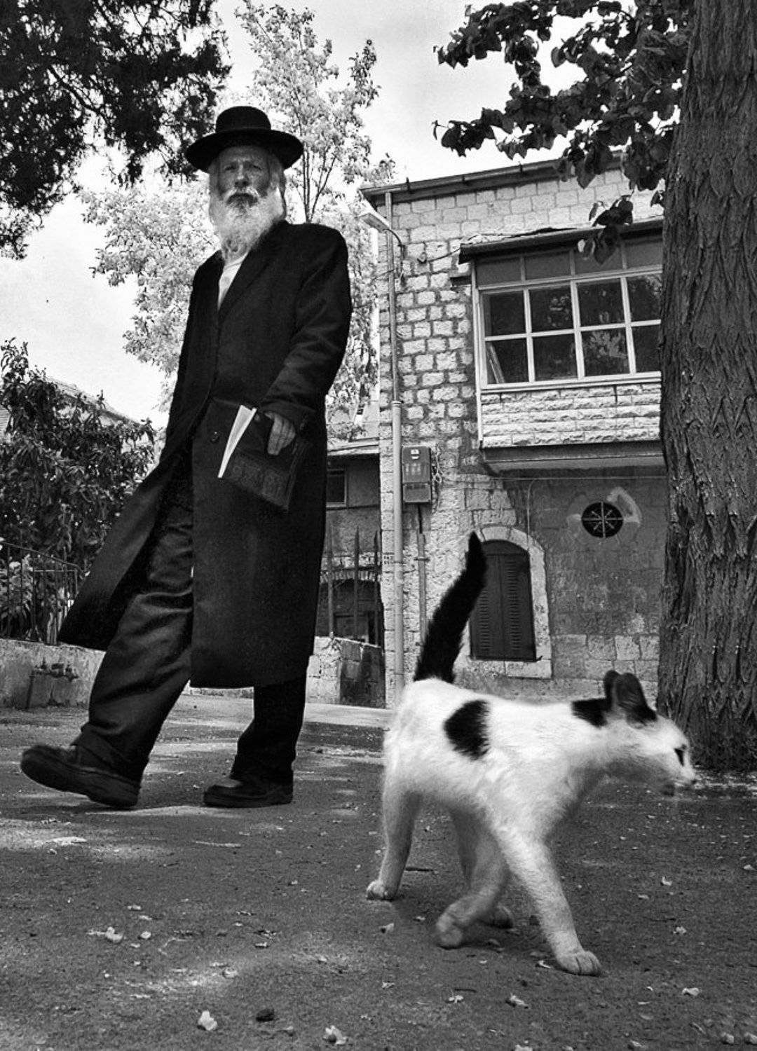 кот, человек, город, иерусалим, ортодокс, Maxim_Shamota