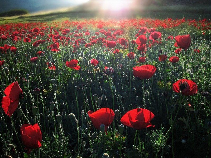 мак, поле, свет, галилея, израиль Зовущий свет. фото превью