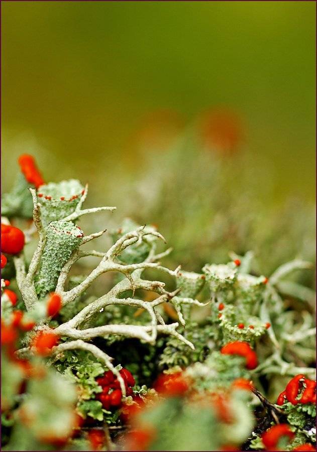 кладония, Юлия