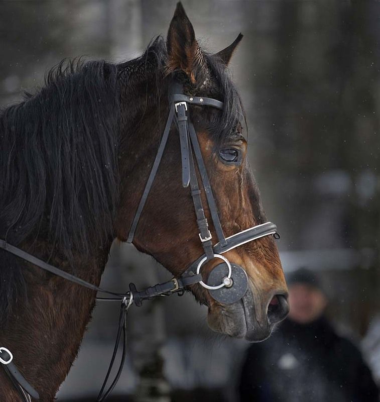 Лошадка фото превью