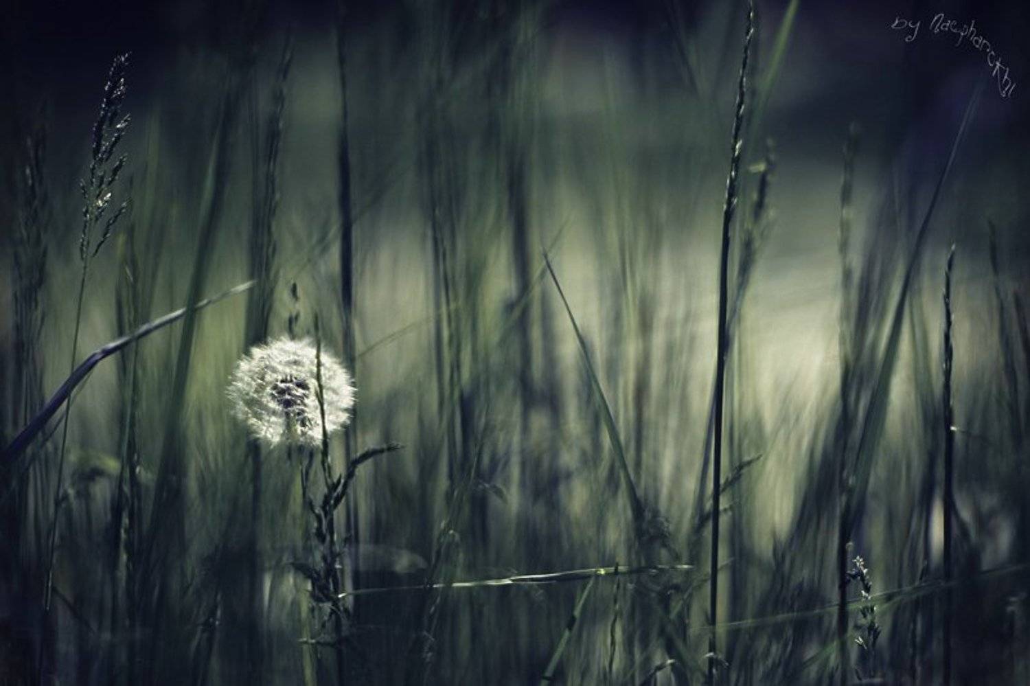 одуванчик, трава, лужайка, весна, Кирилл Брага