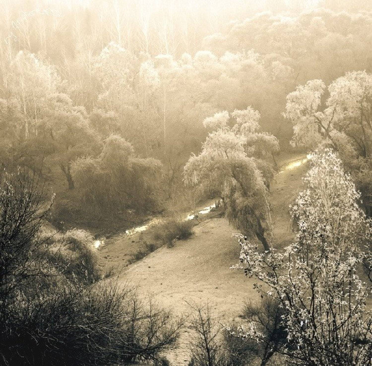 деревья, леса, поля, холмы, ручей, смех, Кирилл Брага