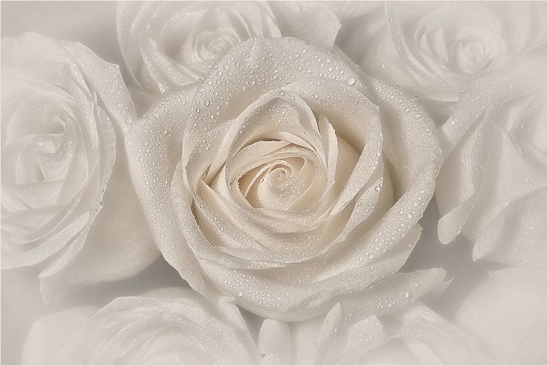 2008, любовь, макро, нежность, радость, роза, свет, цветок Banality Sensuality фото превью