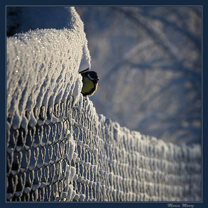 Нахохлилась фото превью