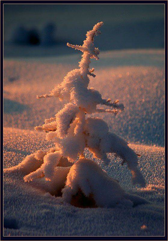 лиственница, Солодухин Виктор