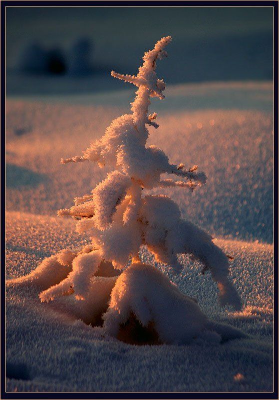 В лучах заката фото превью