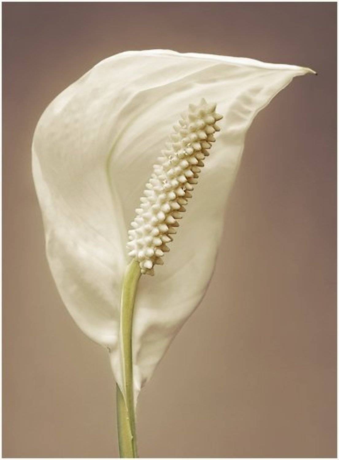 калла, 2009, цветок, арт-деко, нежность, KIRILL KULIKOV(KARAKULEV)