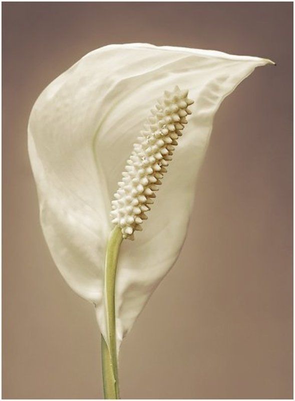 калла, 2009, цветок, арт-деко, нежность Banality Sensuality фото превью