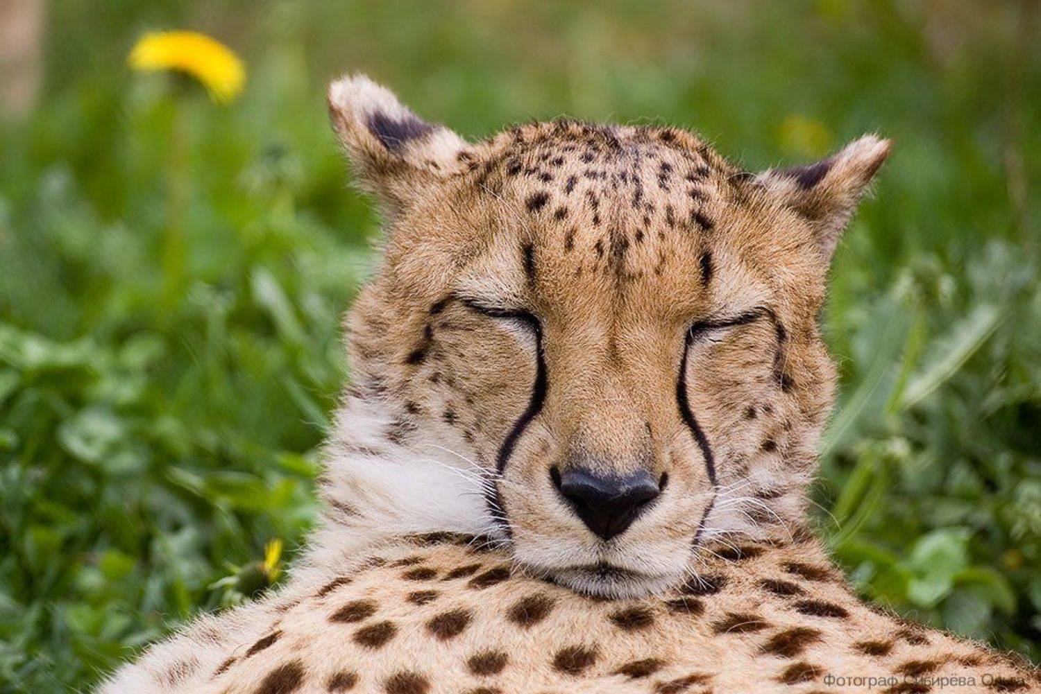 , Ольга Сибирёва