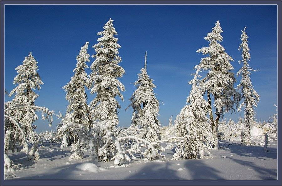 тайга, зима, Солодухин Виктор