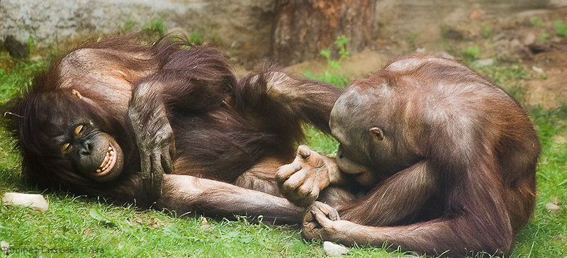 Анекдот: из ЗООпарка сбежал слон... фото превью