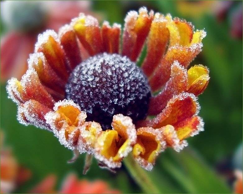 природа,флора,цветы,иней,осень, Ольга Хлуднева