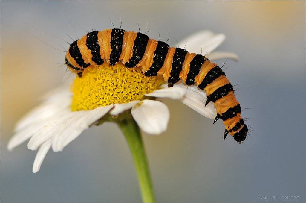 , Алена Шевцова