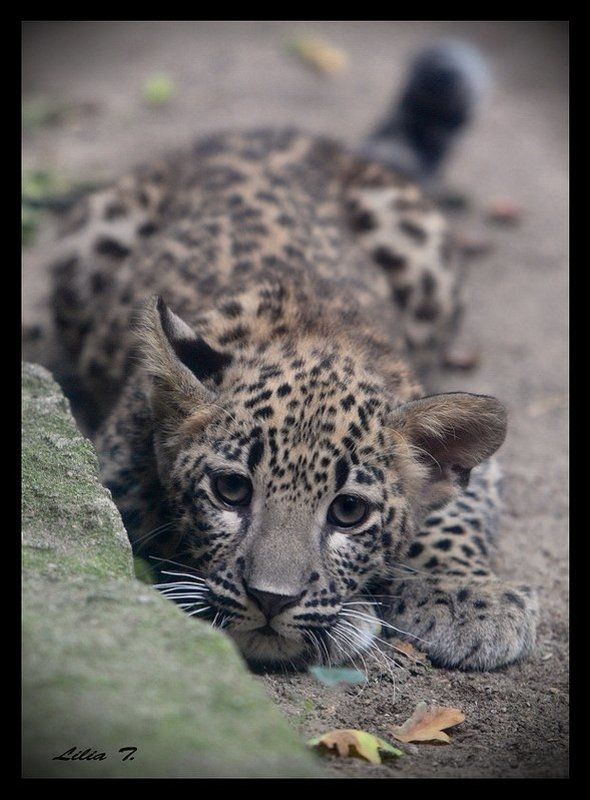 Малыш фото превью