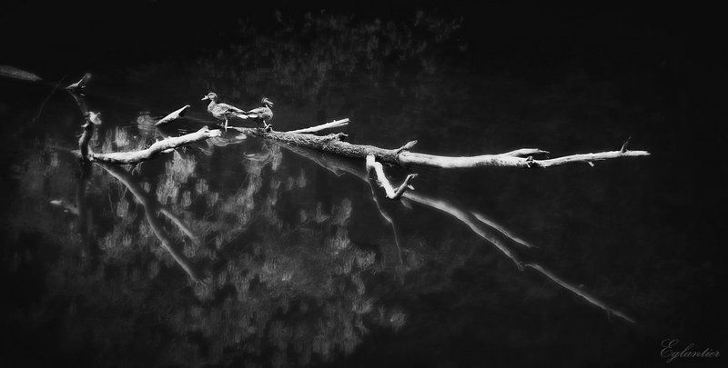 озеро, утки, коряга, осень Уткодозорные. фото превью