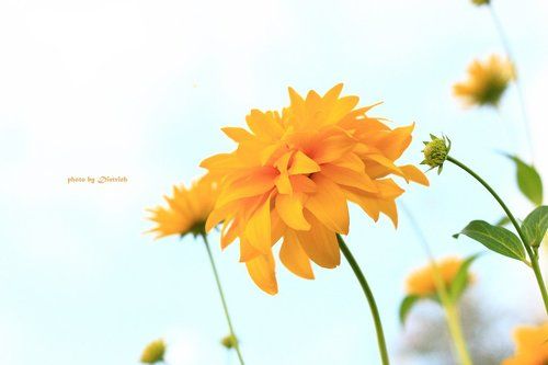 Воспоминание о лете