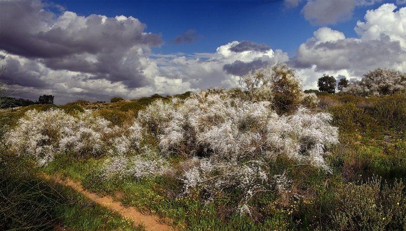 Весенняя лихорадка. фото превью