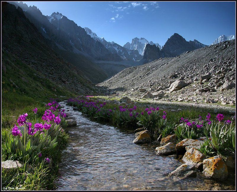горы, тянь-шань, киргизия, весна, рассвет, примулы, пик корона, корона ДЛЯ  МИЛЫХ  ДАМ фото превью