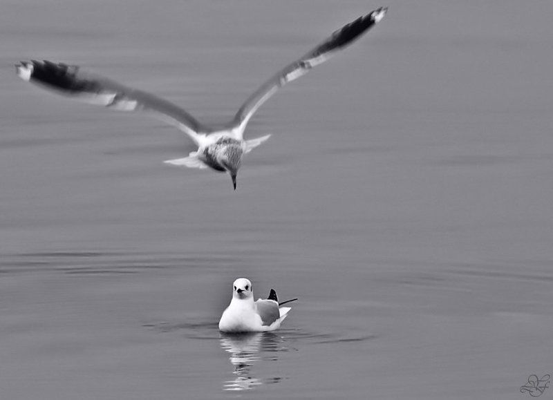 весна, чайки, рига, страсть, лукьяненко О весне, любви  и страсти. фото превью
