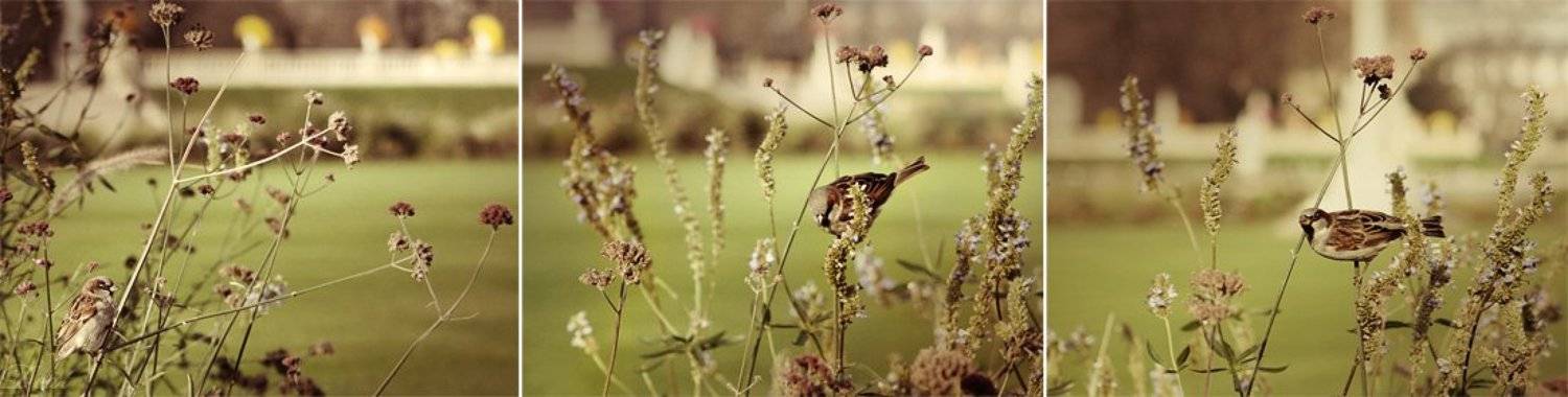 франция, парк, осень, париж, воробьи, настроение, Darn Cat