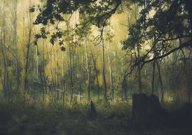 Лес фото превью