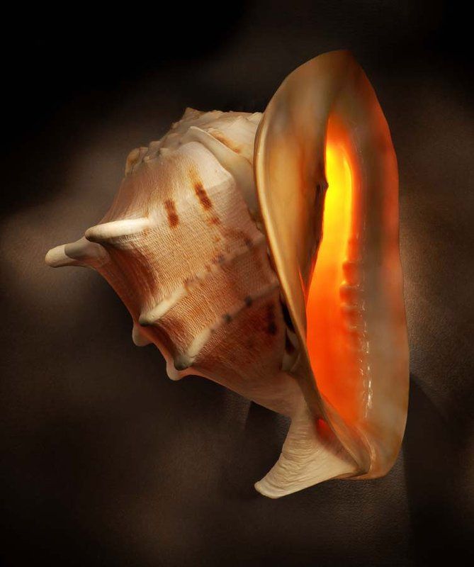 Ракушка фото превью