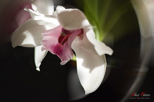 С Праздником Вас Милые!