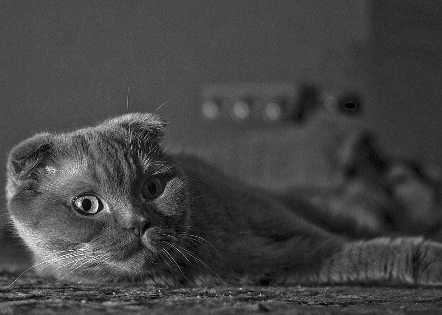 кошка, дом, Rada*