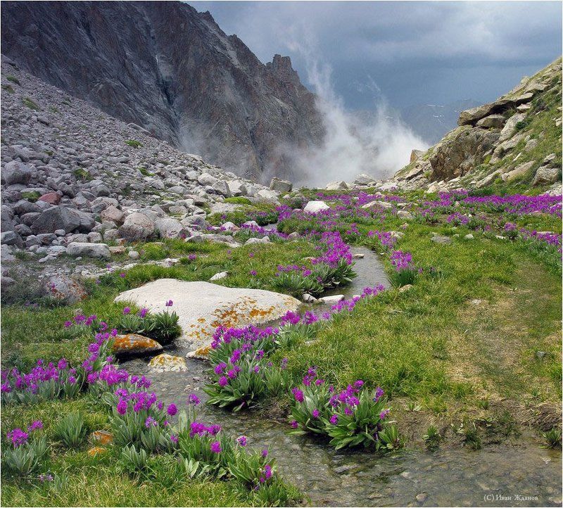 горы, тянь-шань, киргизия, весна, примулы, ала-арча ЦВЕТУЩИЙ ТЯНЬ-ШАНЬ фото превью