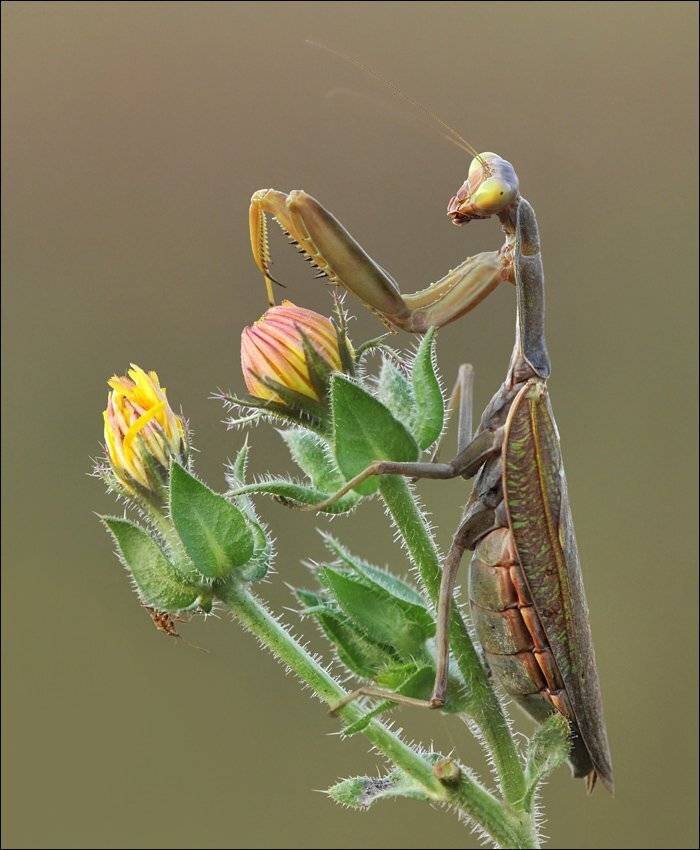 , Алена Шевцова