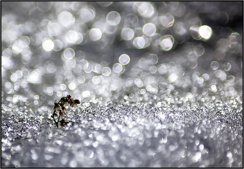 МАЛ ЗОЛОТНИК.... фото превью