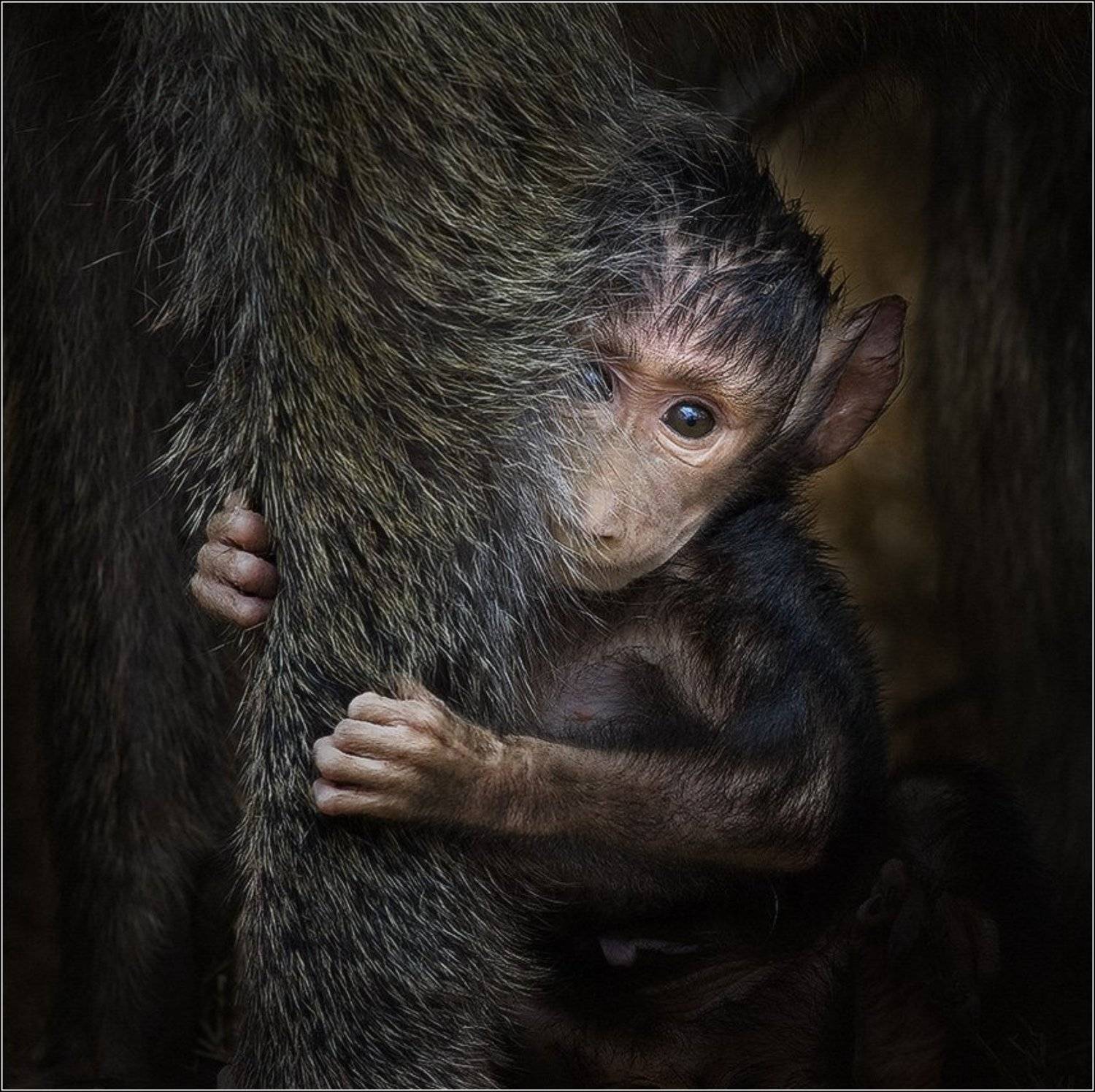 , Игорь Гущин