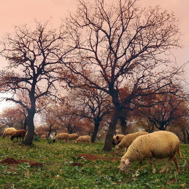 Этюд с дубочками и овечками. фото превью