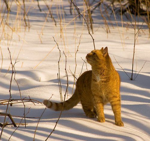 Мартовский кот