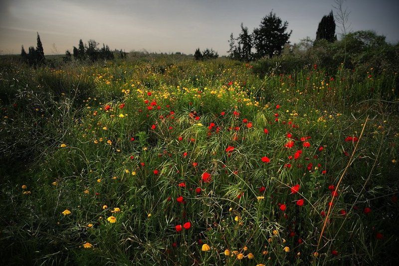 Кутерьма. фото превью