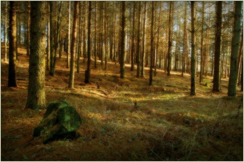 эстония, лесопарк, ягварь, 2008 Лесной Мотив с Камнем фото превью