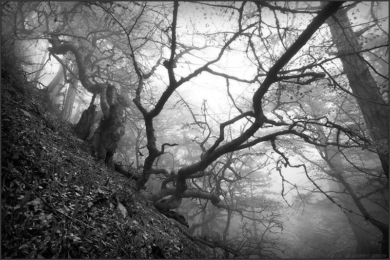 * * * фото превью