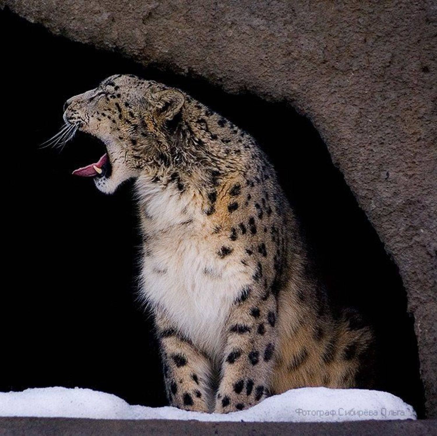 , Ольга Сибирёва