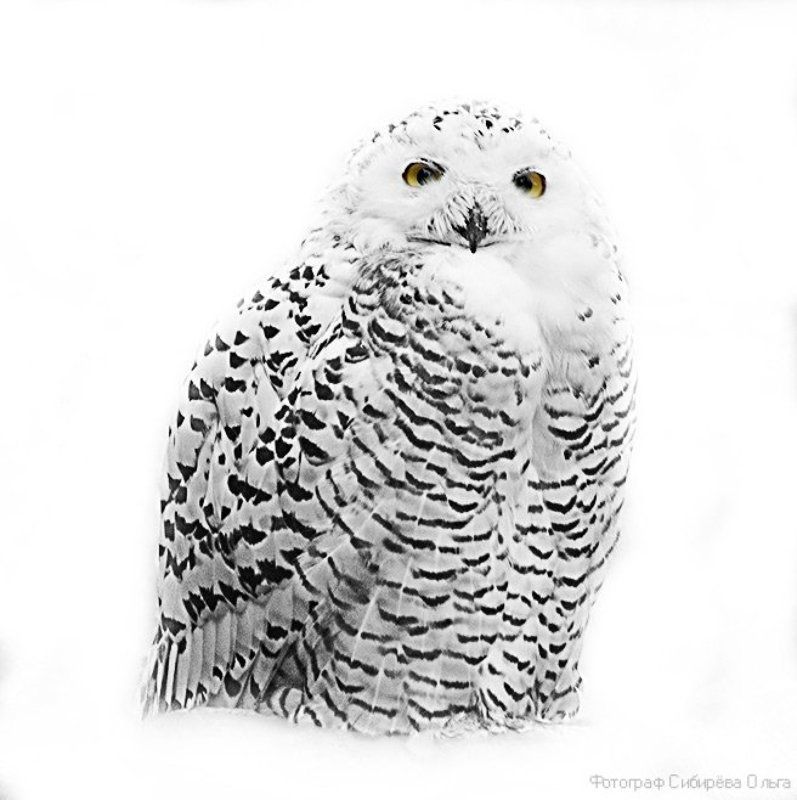 Белая сова или Snowy owl фото превью