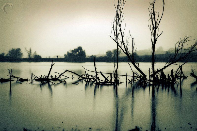 пульс, сухие, деревья, озеро Отсутствующий пульс. фото превью