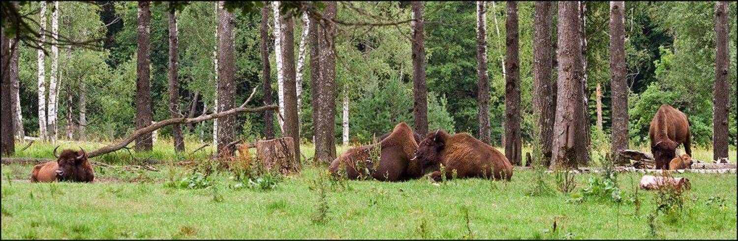 заповедник, приокско, терассный, зубры, smie