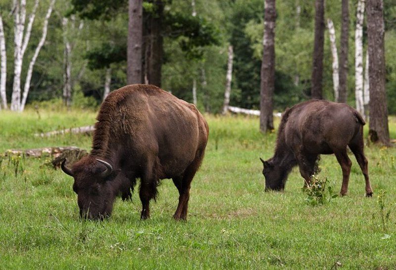 заповедник, приокско, терассный, зубры зубры фото превью