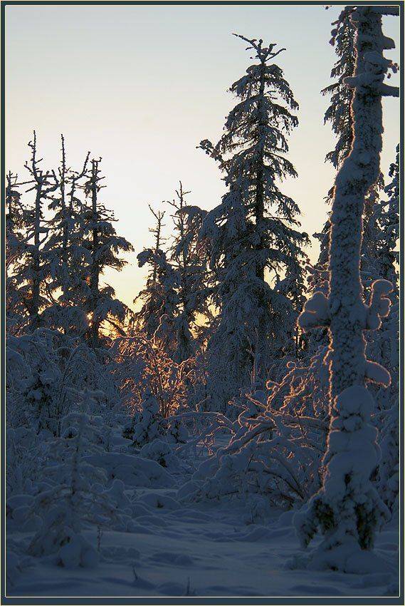тайга,зима,утро, Солодухин Виктор